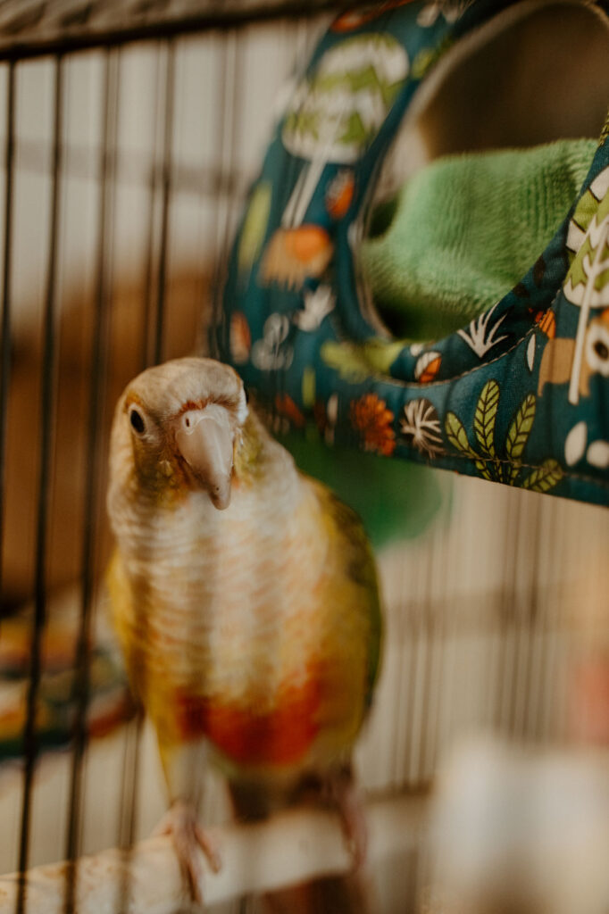small bird in a cage — Desert Wedding Photography by Mattie O'Neill